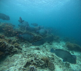 Naklejka na ściany i meble The best diving spot Sipadan Island, Sabah state in Malaysia.