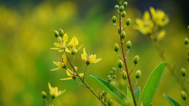 Galphimia glauca (Also called hujan mas, noche buena, Gold shower thryallis, Noche buena, Rain of gold) flower.The plant&rsquo;s dried leaves and flowers are macerated in alcohol and shaken