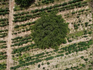 Cassava farms in countries in the region