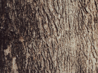 Obraz premium Brown teak tree texture, close-up shot in the forest