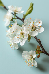 Fototapeta na wymiar White cherry blossom Sakura as vertical Greeting card template composition