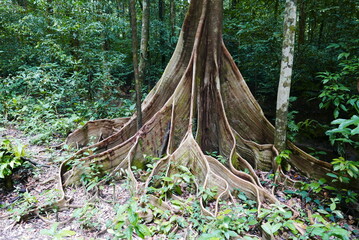 LANG Cave - Show cave tour at Gunung Mulu National Park
