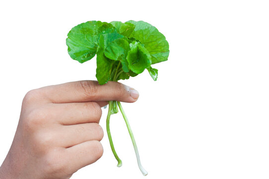 Hand holding thankuni pata isolated with white background, copy space.