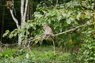 The Kinabatangan river is one of the best and most easily accessible places to see wildlife in...