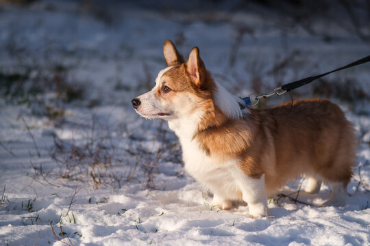 Small Pembroke Welsh Corgi puppy walks on a leash in the snow on a sunny winter day. Looking to the side, side view. Happy little dog. Concept of care, animal life, health, show, dog breed