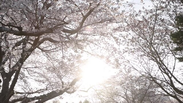 森町オニウシ公園の桜