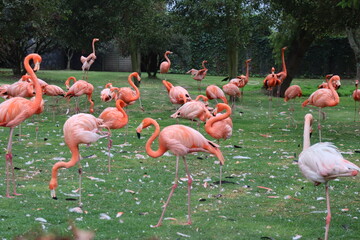 flamencos rosados mayores en grupo 