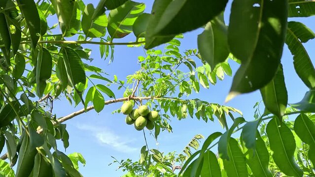 Spondias dulcis (June plum, Kedondong, dondong, golden apple, pommecythere, cythere) fruit. This fruit is sweet and sour often use as rujak buah