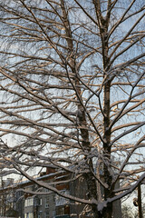 tree in winter in the snow in close-up against the