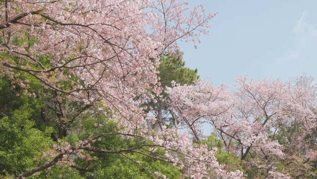 春霞の空と満開の桜