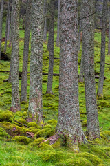 Tree trunks and a mossy ground, seen in the Lake District, UK