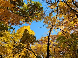 autumn in the forest