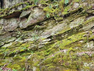 moss on stone