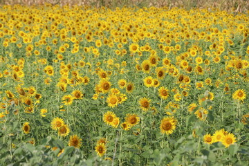 field of yellow sunflowers