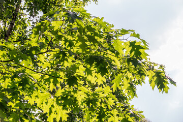 Branches of the northern red oak with green serrated leaves, summer background