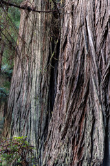 Closeup of sequoia tree at Redwood National Park