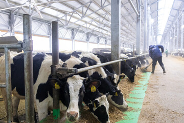 Cows on the farm. Dairy cows. Cowshed.Young cows up to one year old. Young individuals are...