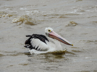 Australian Pelican Paddling Against Waves