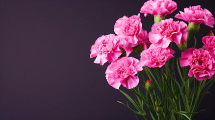 ピンクのカーネーションの花、母の日、余白のある黒背景