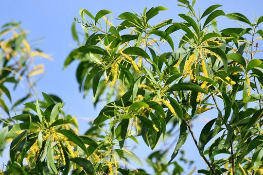 Auri, Earleaf acacia, Earpod wattle, Northern black wattle, Papuan wattle, Tan wattle
