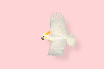 Beautiful flying Citron-crested cockatoo on pink background.