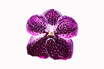 Purple orchid  isolated white background. Cymbidium bunch flower bouquet. Highlights is fragrance is similar to perfume. Flowering, giving beautiful color. Suitable planting them in house ornamental.