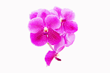 Pink orchid  isolated white background. Cymbidium bunch flower bouquet. Highlights is fragrance is similar to perfume. Flowering, giving beautiful color. Suitable planting them in house ornamental.