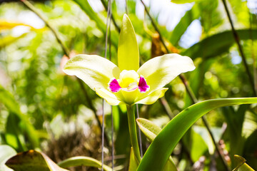 Close-up of single cattleya orchid flower green leaf background with natural sunlight. Genus of...