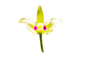 Close-up of single cattleya orchid flower. Genus of flowering plants in orchid family. Spread from Costa Rica to Argentina. Cattley, was able to grow this plant to flower. isolated on cut out PNG