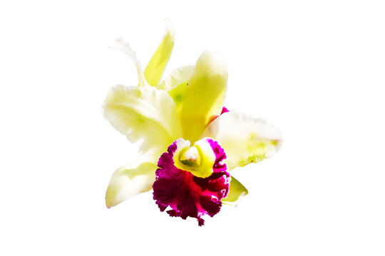 Close-up of single cattleya orchid flower. Genus of flowering plants in orchid family. Spread from Costa Rica to Argentina. Cattley, was able to grow this plant to flower. isolated on cut out PNG.