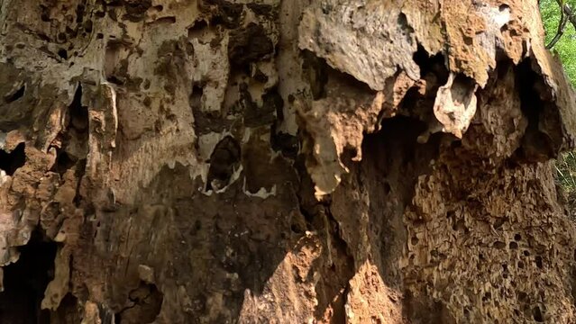 Coptotermes formosanus (Formosan termite, super-termite, semut kongkiak, rayap, anai-anai, semut putih) in the dry wood