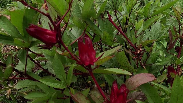 Rosella flower (also called roselle) with a natural background. Use as herbal drink and herbal medicine