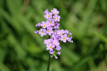 Obraz premium Flowers of a Blue heliotrope plant growing in a garden. Heliotropium amplexicaule