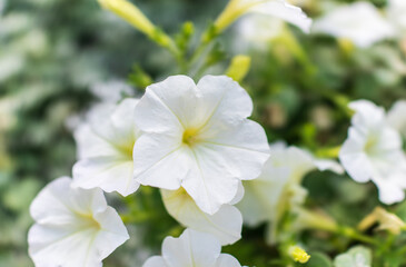 Fototapeta na wymiar Petals of white petunia flowers. Close-up, selective focus.