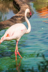 The greater flamingo, Phoenicopterus roseus, standing in water on lake shore.