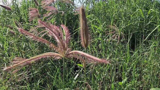 Swollen finger grass (Chloris barbata) in nature