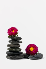 Stacked black spa stones with flowers on white background