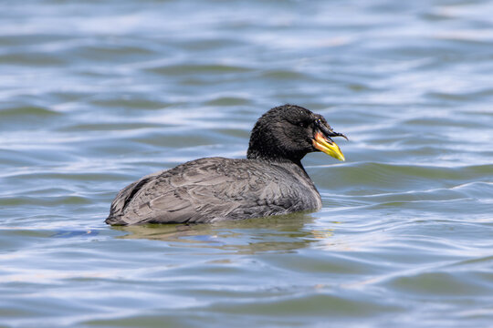 Gallareta cornuda (Fulica cornuta)