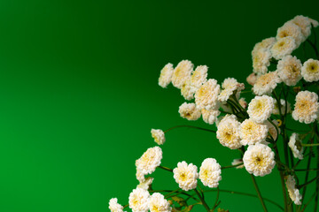 Small white flowers against green background copy space