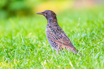 The common starling or European starling, Sturnus vulgaris, on a sprng lawn. - obrazy, fototapety, plakaty