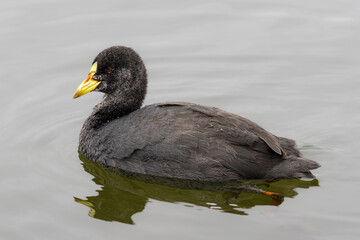 Gallareta ligas rojas (Fulica armillata)