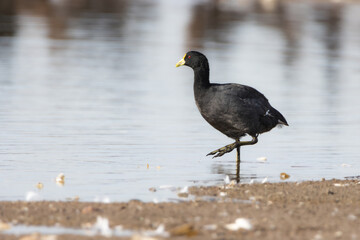 Gallareta de alas blancas (Fulica leucoptera)