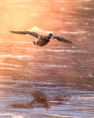 duck fly sunset