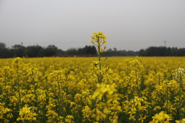 Obraz premium Yellow Masturd Flower in Field Nice Scene
