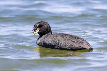 Gallareta cornuda (Fulica cornuta)