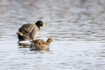 Tingua moteada (Porphyriops melanops)