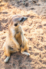 Meerkat, Suricata suricatta, on hind legs. Portrait of meerkat standing on hind legs with alert expression. Portrait of a funny meerkat sitting on its hind legs.