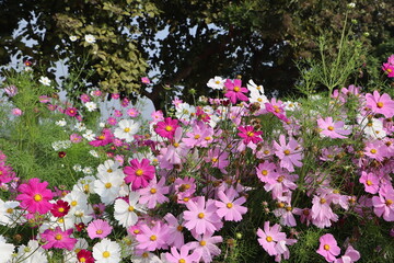 Pink Color Cosmos Flower HD Photo for desk calendar and Desktop Wallpaper 