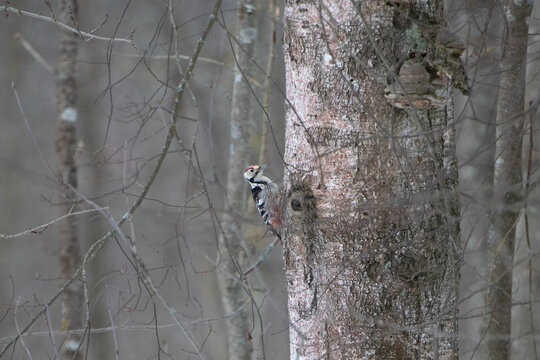 woodpecker and birch tree