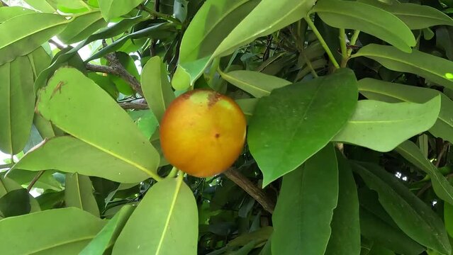 Diospyros blancoi (Also known Diospyros discolor, velvet apple, velvet, sembolo, buah mentega). It produces soft fruit, creamy, pink flesh, with a taste and aroma comparable to peaches